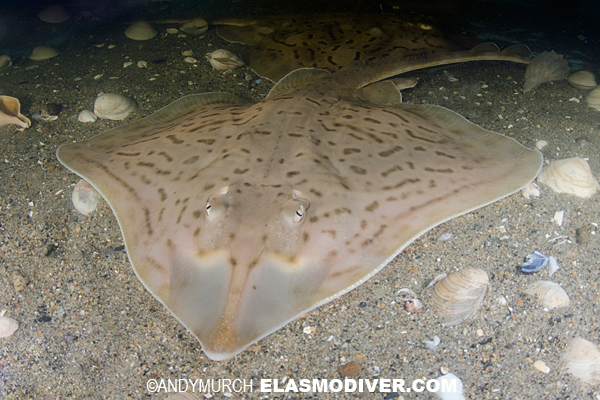 clearnose-skate-alchetron-the-free-social-encyclopedia